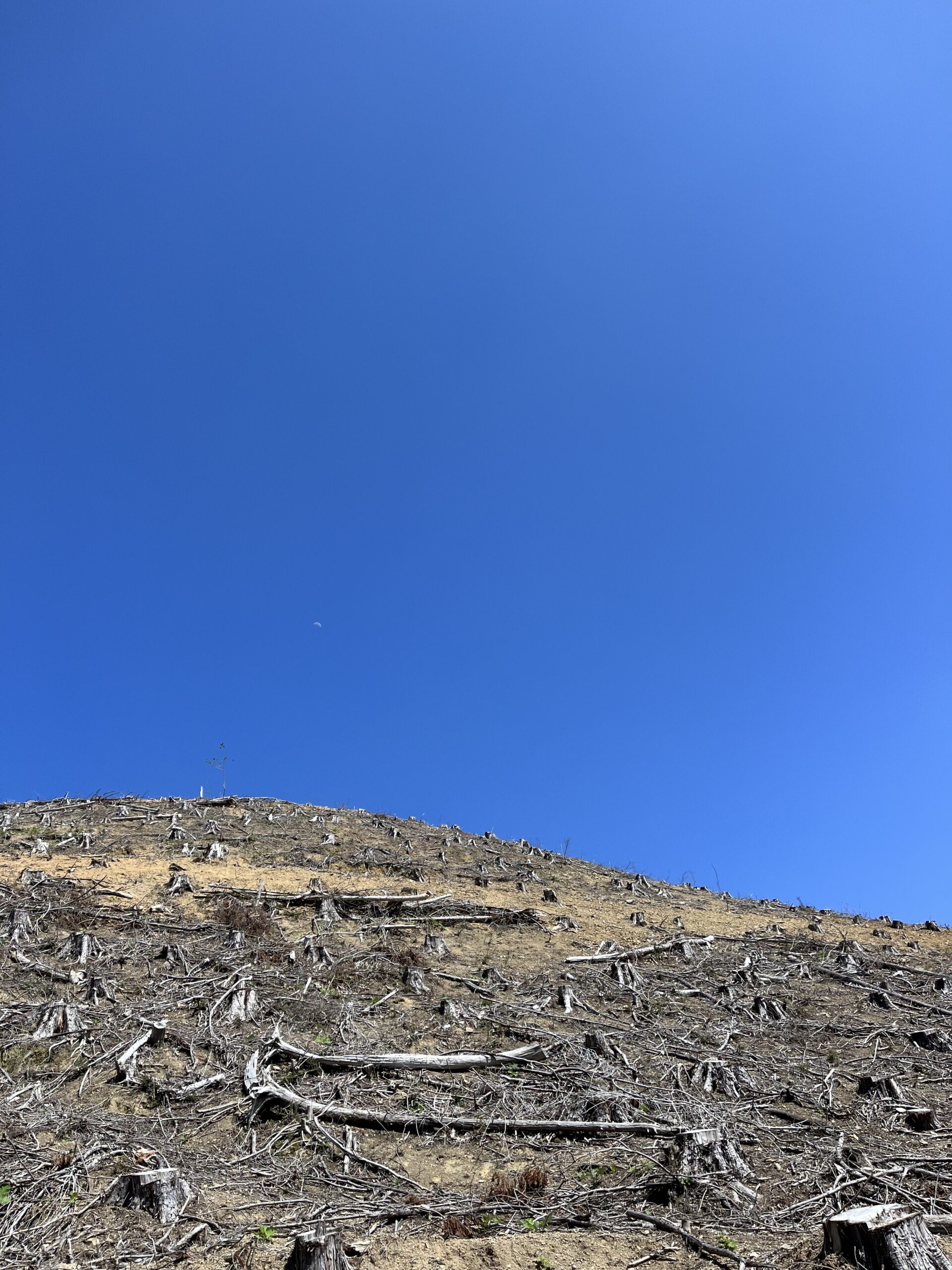 造林地｜はげ山｜青空｜芦北｜木人舎｜こびとや